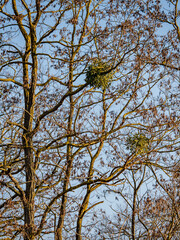Baum mit Misteln im Winter