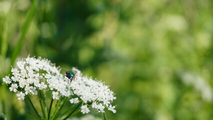 White Wildflower With A Spy On - Stock photo