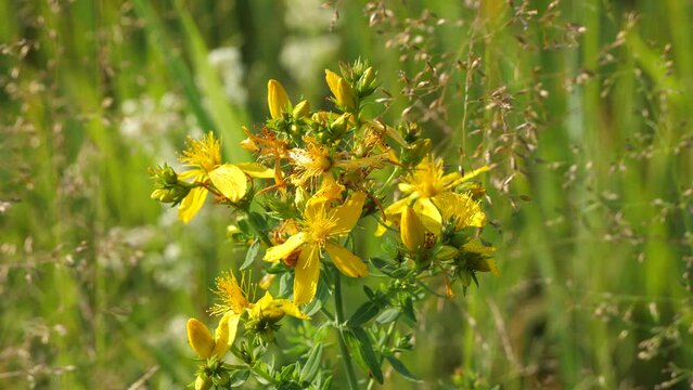 Hypericum is a medicinal plant.
It grows on the edges of the forest, meadows and abandoned fields.
