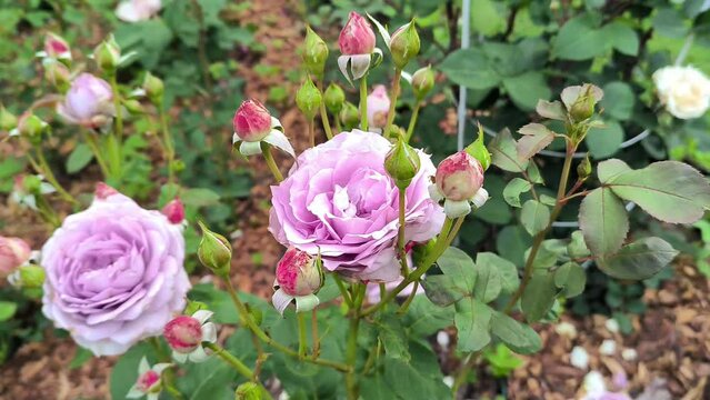 Blooming lavender roses in summer garden. Beautiful pale mauve colour floribunda rose Novalis with purple rosebuds swaying in the wind. Natural background. Landscape gardening concept. 4k video 