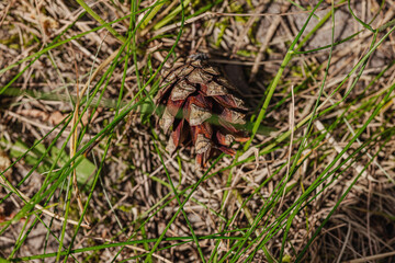 Pine cone on the ground. Forest, wildlife, outdoor concept. Beauty in the nature, selective focus