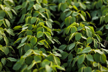 Agriculture. Soybean green plants growing in rows in cultivated field. Organic farming. Agricultural soy vegetable plantation, healthy food. Modern agribusiness. Bio lifestyle farmland