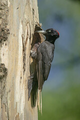Black woodpecker
