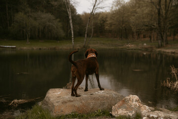 hound dog on rock looking at pond