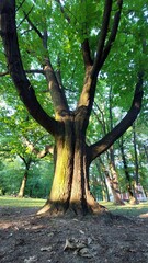Drzewo w parku oświetlone zachodzącym słońcem. - obrazy, fototapety, plakaty