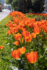 Red tulips in a flowerbed
