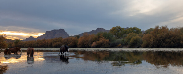 Sorrel chestnut wild horse stallion walking at sunset in the Salt River near Mesa Arizona United States
