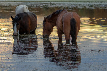 Bay and sorrel liver chestnut wild horse stallions grazing on water grass at sunset in the Salt...