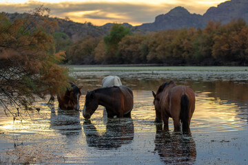 Small band of wild horses grazing on eel grass at sunset in the Salt River near Mesa Arizona United...