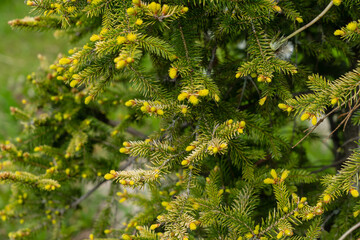 Branches of Christmas trees (spruce and pine) with yellow tips