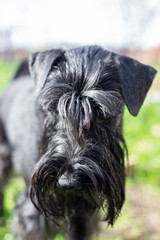 Black shaggy dog with long bangs covering his eyes, Giant Schnauzer breed, selective focus.