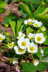 Blooming strawberry bushes in the garden on a summer sunny day.