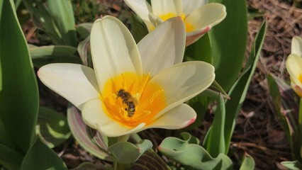Pszczoła w tulipanie.