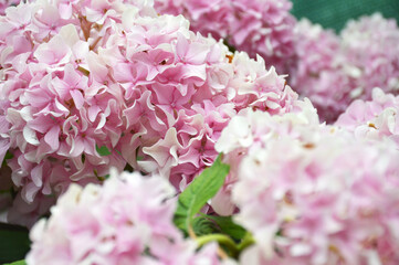 Blooming pink hydrangea flowers background