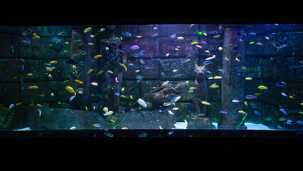 View of many colorful fish in a fish tank