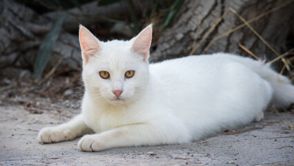 white stray cat with yellow eyes laying down