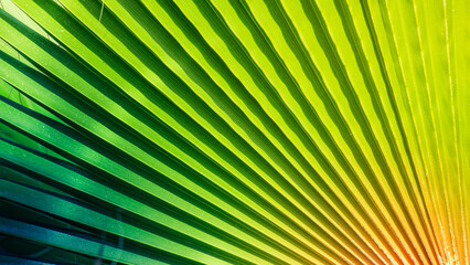 Tropical bright and green palm leaf frond background