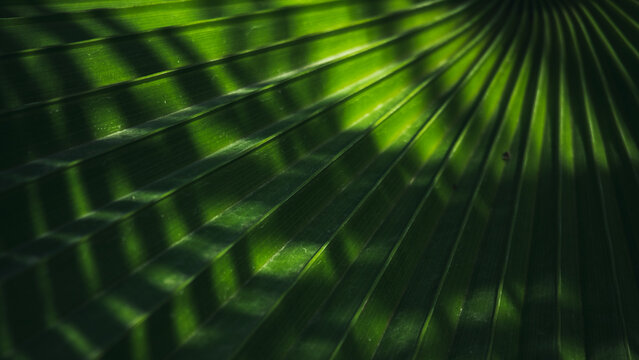 Tropical green palm leaf frond background - Powered by Adobe