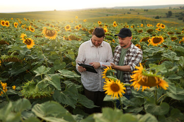 Smart farming. Two farmers using digital tablet for examine and check sunflowers in field....