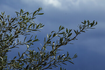 Olive branch against stormy skies, branches against dark clouds