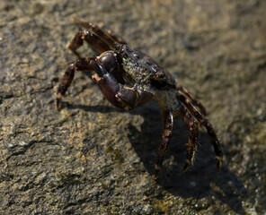 Pachygrapsus marmoratus is a species crab, sometimes called the marbled rock crab or marbled crab. Black Sea. Crab in the stones. The mating behavior of the animal, the release of foam.