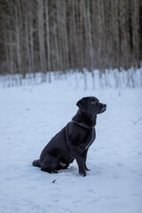 black labrador retriever in the snow
