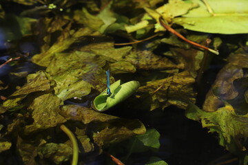 Ważka na liściu na rzece.