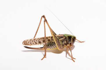 Wart-biter (Decticus verrucivorus) is a bush-cricket in the family Tettigoniidae.  Grasshopper close-up. A female insect on a white background.