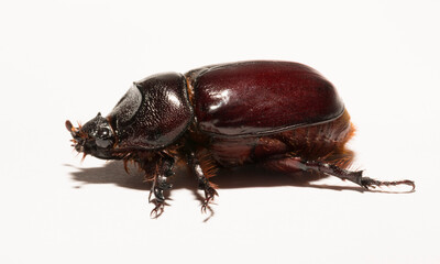 European rhinoceros beetle (Oryctes nasicornis) is a large flying beetle belonging to the subfamily Dynastinae. Imago, a female insect.