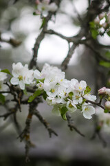 Apple tree blossoms in spring day. Delicate flowers.