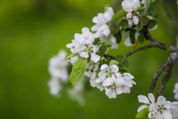 Apple tree blossoms in spring day. Delicate flowers.
