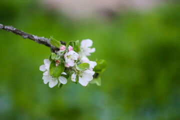 Apple tree blossoms in spring day. Delicate flowers.