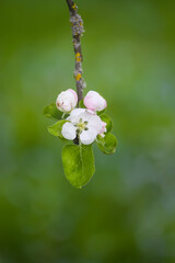 Apple tree blossoms in spring day. Delicate flowers.