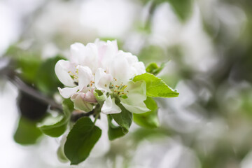 Obraz na płótnie Canvas Apple tree blossoms in spring day. Delicate flowers.
