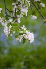 Apple tree blossoms in spring day. Delicate flowers.