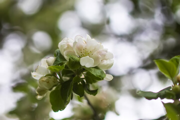 Apple tree blossoms in spring day. Delicate flowers.