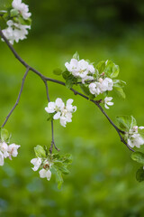 Apple tree in full bloom at spring.