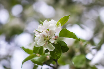 Fototapeta na wymiar Apple tree blossoms in spring day. Delicate flowers.