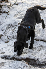 black labrador retriever running in the snow