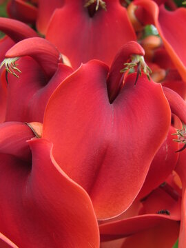 Flores rojas de ceibo macro