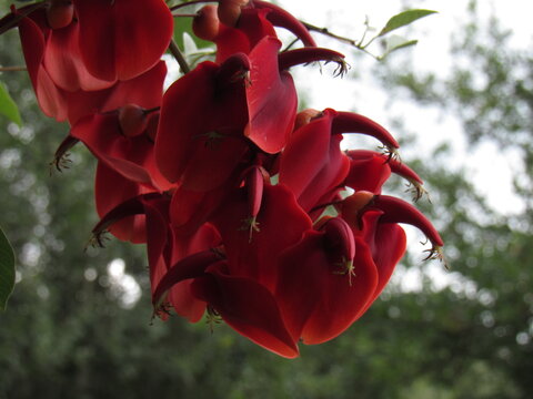 Flores rojas de Ceibo flor nacional Argentina Uruguay