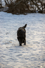 labrador walking in the snow