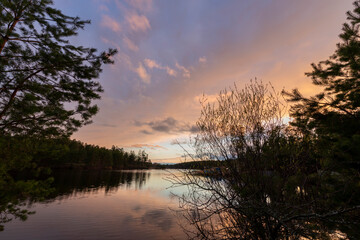 Pine trees near a pond, sunset evening sky