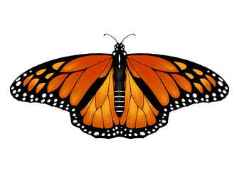 Fototapeta na wymiar Illustration of monarch butterfly isolated on white background 