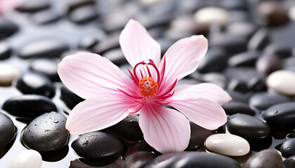 Fototapeta na wymiar Freshness and beauty in nature, pink flower petal generated by AI