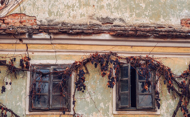 abandoned house with dry vines and raisined grapes on the walls