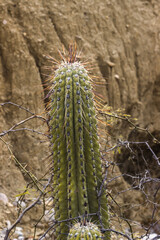 Stunning Cactus Embraced by Earthy Tones and Dry Branches