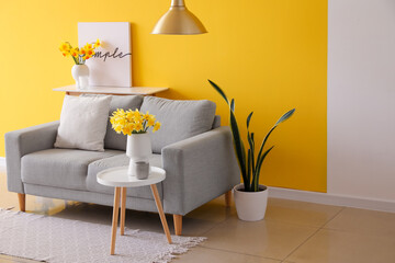 Interior of living room with grey sofa and blooming narcissus flowers on coffee table