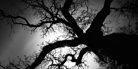 A black and white photo of a tree. Suitable for various artistic and nature-themed projects
