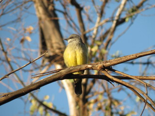 Kingbird- Tirano